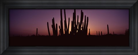 Framed Silhouette of Organ Pipe cacti (Stenocereus thurberi) on a landscape, Organ Pipe Cactus National Monument, Arizona, USA Print