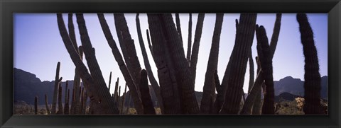 Framed Cactus Close-Up, Organ Pipe Cactus National Monument, Arizona, USA Print