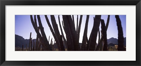 Framed Cactus Close-Up, Organ Pipe Cactus National Monument, Arizona, USA Print