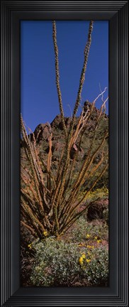 Framed Plants on a landscape, Organ Pipe Cactus National Monument, Arizona (vertical) Print