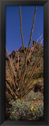 Framed Plants on a landscape, Organ Pipe Cactus National Monument, Arizona (vertical) Print