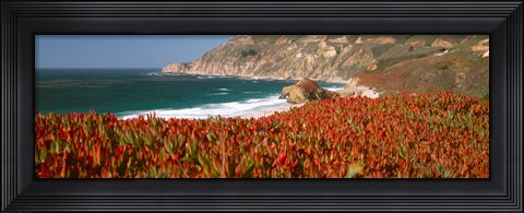 Framed Flowers on the coast, Big Sur, California, USA Print