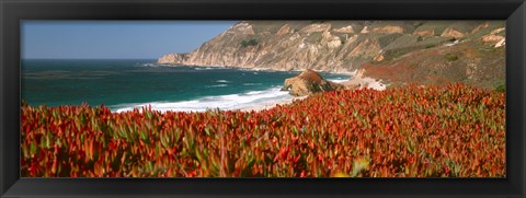 Framed Flowers on the coast, Big Sur, California, USA Print