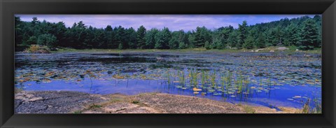 Framed Pond in a national park, Bubble Pond, Acadia National Park, Mount Desert Island, Hancock County, Maine, USA Print