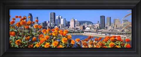 Framed Blooming flowers with city skyline in the background, Montreal, Quebec, Canada 2010 Print