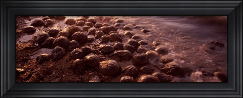 Framed Horseshoe crabs (Limulus polyphemus), spawning, Port Mahon, Delaware River, Delaware, USA Print