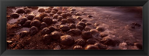 Framed Horseshoe crabs (Limulus polyphemus), spawning, Port Mahon, Delaware River, Delaware, USA Print