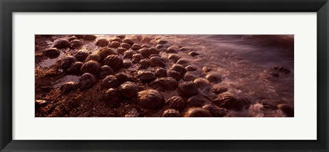 Framed Horseshoe crabs (Limulus polyphemus), spawning, Port Mahon, Delaware River, Delaware, USA Print