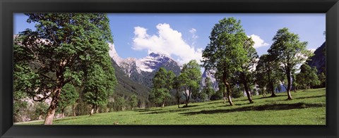 Framed Maple trees with mountain range in the background, Karwendel Mountains, Risstal Valley, Hinterriss, Tyrol, Austria Print