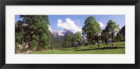 Framed Maple trees with mountain range in the background, Karwendel Mountains, Risstal Valley, Hinterriss, Tyrol, Austria Print