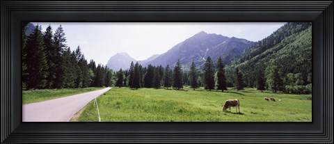 Framed Cows grazing in a field, Karwendel Mountains, Risstal Valley, Hinterriss, Tyrol, Austria Print