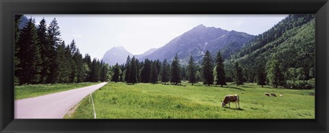 Framed Cows grazing in a field, Karwendel Mountains, Risstal Valley, Hinterriss, Tyrol, Austria Print