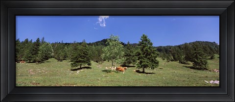 Framed Herd of cows grazing in a field, Karwendel Mountains, Risstal Valley, Hinterriss, Tyrol, Austria Print