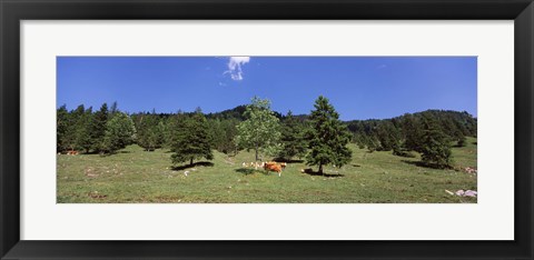 Framed Herd of cows grazing in a field, Karwendel Mountains, Risstal Valley, Hinterriss, Tyrol, Austria Print