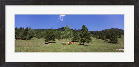 Framed Herd of cows grazing in a field, Karwendel Mountains, Risstal Valley, Hinterriss, Tyrol, Austria Print