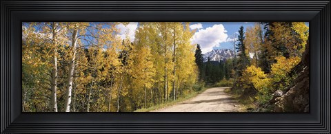 Framed Aspen trees on both sides of a road, Old Lime Creek Road, Cascade, El Paso County, Colorado, USA Print
