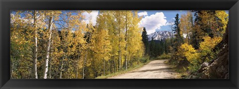 Framed Aspen trees on both sides of a road, Old Lime Creek Road, Cascade, El Paso County, Colorado, USA Print