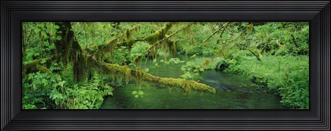Framed Stream flowing through a rainforest, Hoh Rainforest, Olympic National Park, Washington State, USA Print