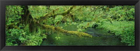 Framed Stream flowing through a rainforest, Hoh Rainforest, Olympic National Park, Washington State, USA Print