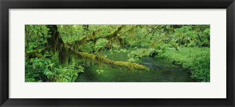 Framed Stream flowing through a rainforest, Hoh Rainforest, Olympic National Park, Washington State, USA Print