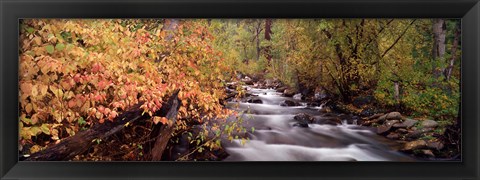 Framed Stream flowing through a forest Print