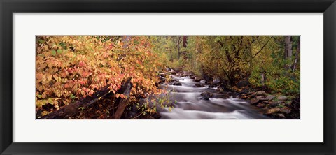 Framed Stream flowing through a forest Print
