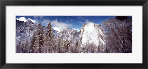 Framed Snowy trees with rocks in winter, Cathedral Rocks, Yosemite National Park, California, USA Print