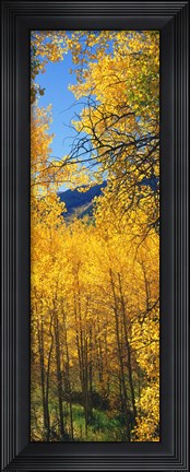 Framed Valley with Aspen trees in autumn, Colorado, USA Print