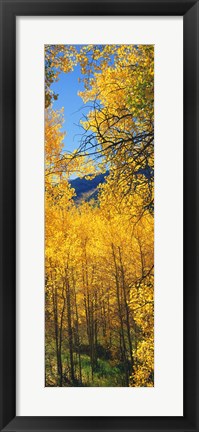 Framed Valley with Aspen trees in autumn, Colorado, USA Print