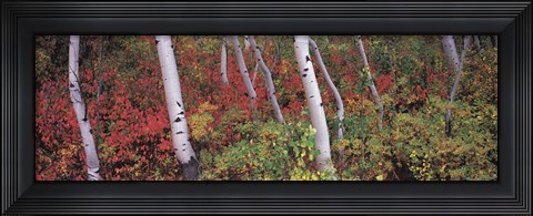 Framed Trees in a forest Print