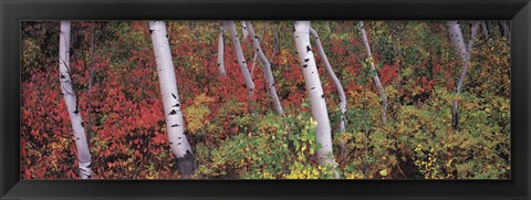 Framed Trees in a forest Print