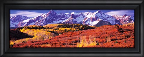 Framed Forest in autumn with snow covered mountains in the background, Telluride, San Miguel County, Colorado, USA Print