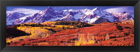 Framed Forest in autumn with snow covered mountains in the background, Telluride, San Miguel County, Colorado, USA Print