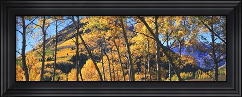 Framed Aspen trees in autumn with mountain in the background, Maroon Bells, Elk Mountains, Pitkin County, Colorado, USA Print