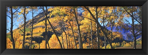 Framed Aspen trees in autumn with mountain in the background, Maroon Bells, Elk Mountains, Pitkin County, Colorado, USA Print