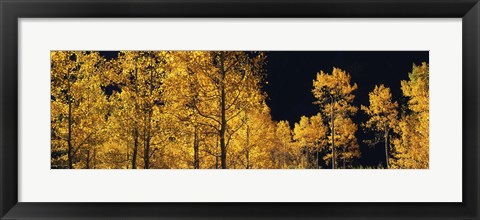 Framed Aspen trees in autumn, Colorado, USA Print