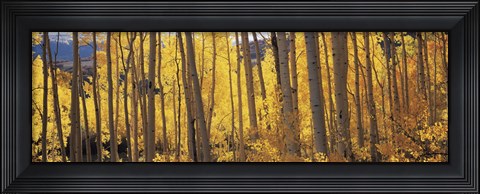 Framed Autumn Aspen trees, Colorado, USA Print