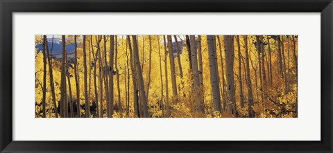 Framed Autumn Aspen trees, Colorado, USA Print