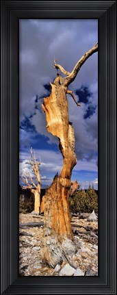 Framed Bristlecone pine trees (Pinus longaeva) on a landscape, White Mountain, California, USA Print