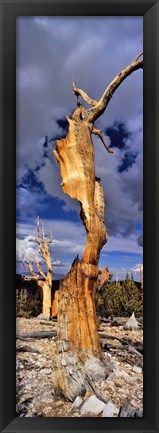 Framed Bristlecone pine trees (Pinus longaeva) on a landscape, White Mountain, California, USA Print