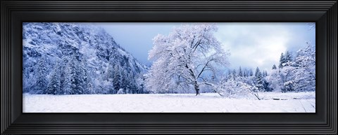 Framed Snow covered oak trees in a valley, Yosemite National Park, California, USA Print