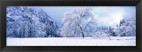 Framed Snow covered oak trees in a valley, Yosemite National Park, California, USA Print