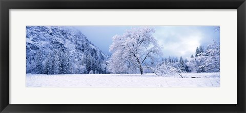 Framed Snow covered oak trees in a valley, Yosemite National Park, California, USA Print