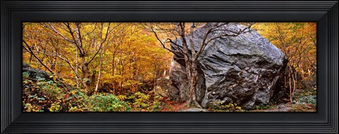 Framed Big boulder in a forest, Stowe, Lamoille County, Vermont, USA Print