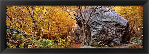 Framed Big boulder in a forest, Stowe, Lamoille County, Vermont, USA Print