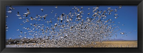 Framed Flock of Snow geese flying, Bosque Del Apache National Wildlife Reserve, New Mexico Print