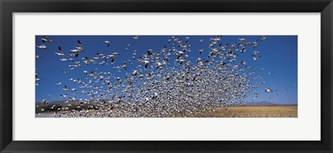 Framed Flock of Snow geese flying, Bosque Del Apache National Wildlife Reserve, New Mexico Print