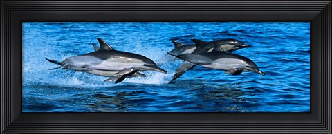 Framed Dolphins in the sea Print