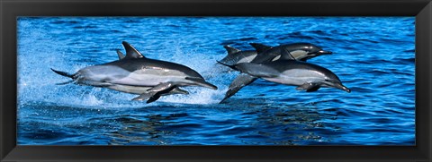 Framed Dolphins in the sea Print