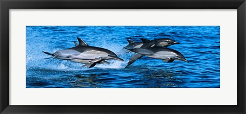 Framed Dolphins in the sea Print